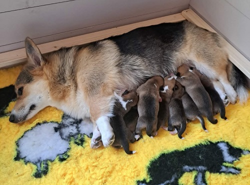 2 day old