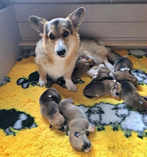 2 weeks old